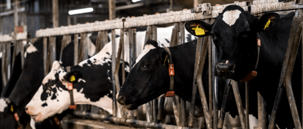 A starter guide on dairy cattle lighting 02 - NetISI